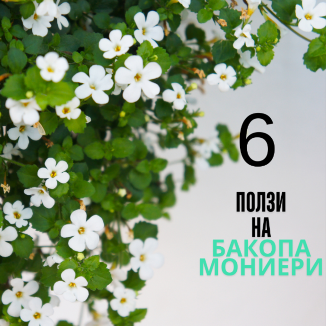 6 ПОЛЗИ НА БАКОПА МОНИЕРИ (БРАХМИ) | VALENTIS