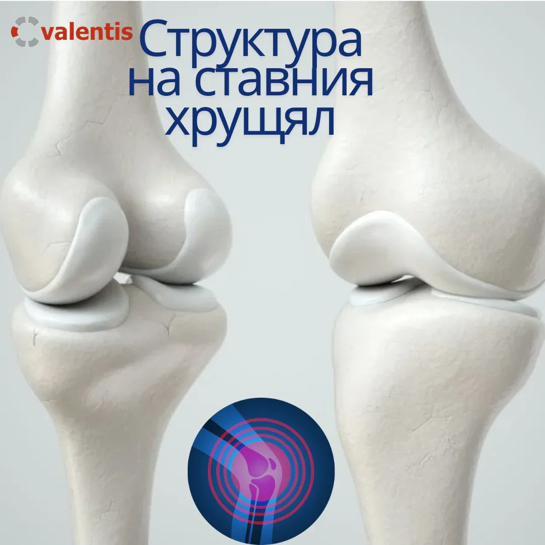 Структура на ставния хрущял