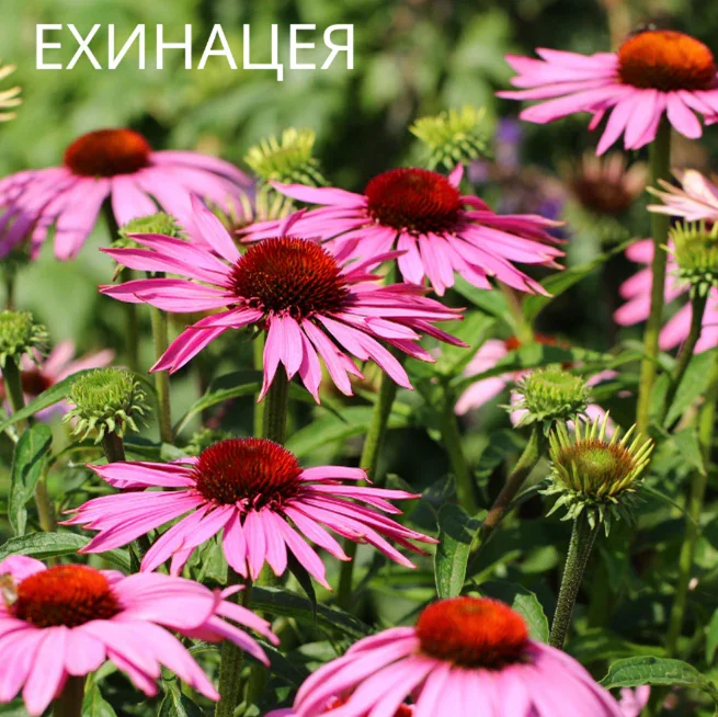 ПОЛЗИ ОТ ЕХИНАЦЕЯ