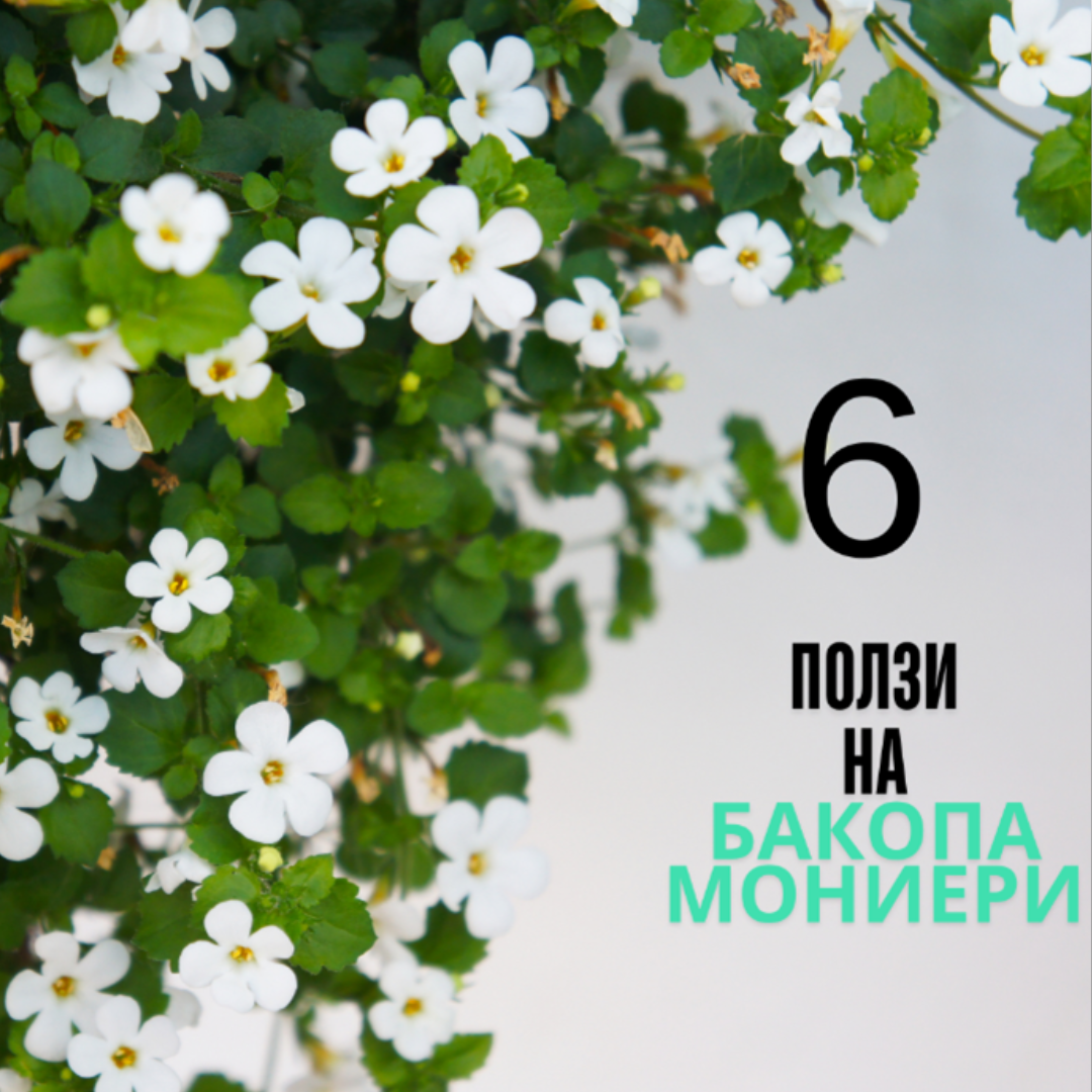 6 ПОЛЗИ НА БАКОПА МОНИЕРИ (БРАХМИ)